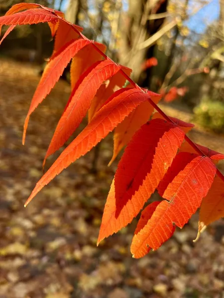beautiful autumn leaves, fall season foliage, Red autumn leaf, fall season flora, photo