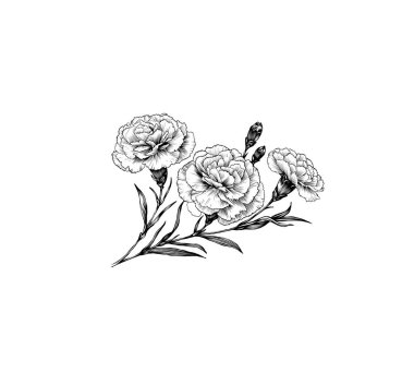 Karanfil çiçekleri sanat çizim vektörü. Dövme tasarımları, botanik sanatı ve dekor için ideal.