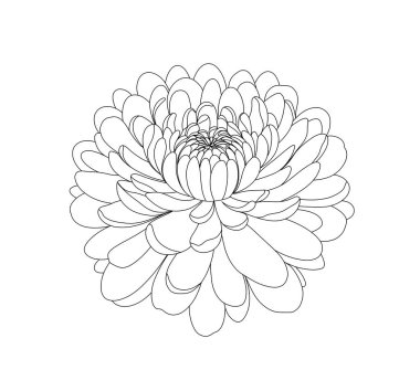 Bir çiçeğin minimalist çizgisi çizimi. Basit ve zarif, botanik sanatı, boyama sayfaları ya da çiçek dekoru için ideal. Çizgi sanatı kasımpatısı. 