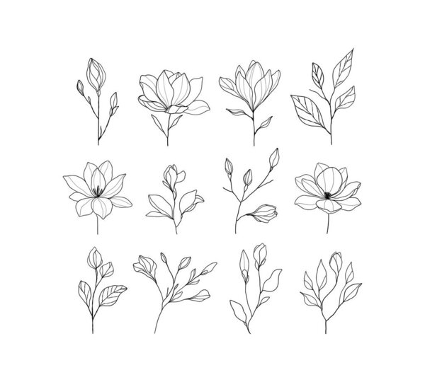 Magnolia line art illustration with delicate petals and branches in a minimalist black and white style. Botanical vector illustration. 