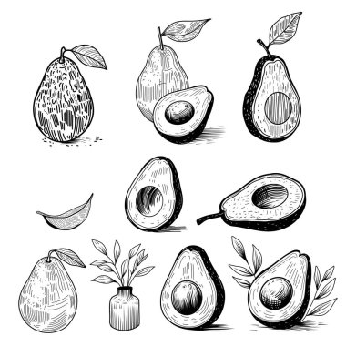 Yapraklı avokadoların ve bütünün siyah beyaz çizimleri. Klasik gıda ambalajları, botanik tasarımlar, gıda projeleri, menü. 