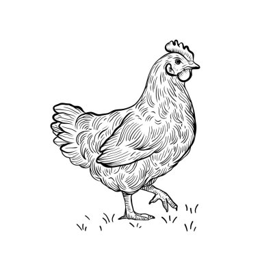 Vektör el çizilmiş tavuk. Korkak. Hen, robot resim. Eski model baskı. Çizim çizimi silueti tavuk. Vektör illüstrasyonu. 