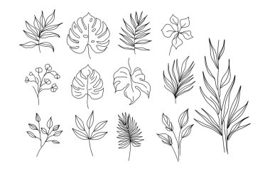 Bir çizgi çizdim. Modern minimalist tropikal canavar okaliptüs, palmiye yaprakları, beyaz arka planda dallar. Botanik vektör koleksiyonu