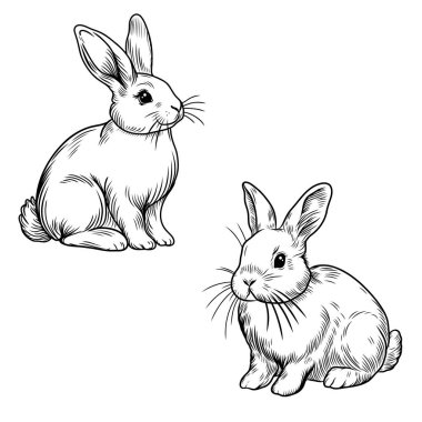 Tavşanların el yapımı vintage çizimi. Ayrıntılı siyah-beyaz çizim ve ince çizgiler. Çiftlik temalı tasarımlar, Paskalya dekorasyonları, doğa sanatı, ambalaj, hayvan çizimleri için.
