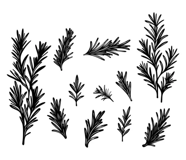 El yapımı biberiye yayı koleksiyonu. Botanik. Siyah beyaz biberiye dalları. Detaylı çizgili bitkisel çizimler. Mutfak tasarımları ve bitkisel temalı.