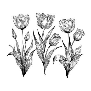El çizimi lale çiçeklerinin klasik oymacılık tarzında vektör çizimi. Siyah beyaz botanik çizgisi sanatı