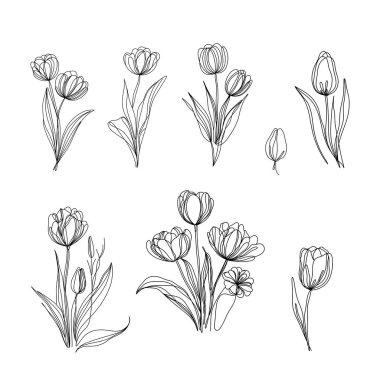 Bir dizi vektör lalesi. Minimalist lale çiçeği seti. Modern sürekli çizgi sanat tarzında zarif botanik vektör çizimi.