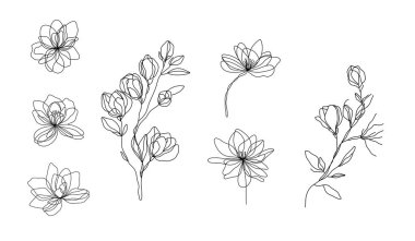 Manolya çiçeklerinin bir çizgi vektör çizimi. Botanik çiçek elementlerinden oluşan zarif, kesintisiz bir sanat seti. Çiçek koleksiyonu.