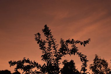 Sabah gökyüzü arka planına sahip bitki örtüsü silueti