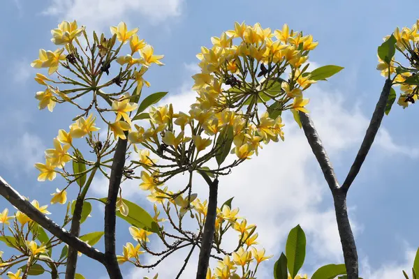 Mavi gökyüzü ve beyaz bulutlu sarı frangipani çiçekleri
