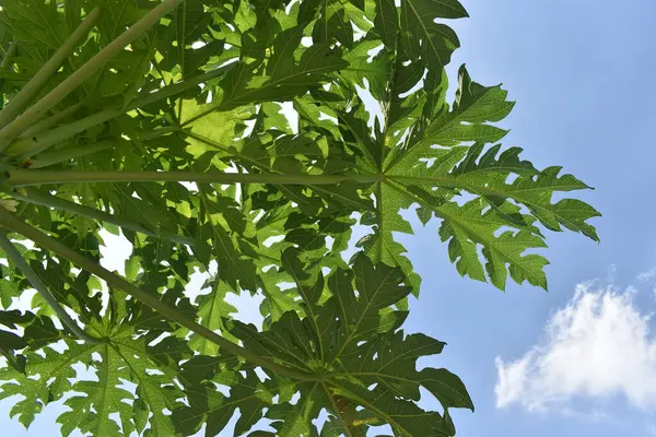 Under the shade of papaya leaves