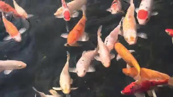 Złota Ryba Stawie — Wideo stockowe