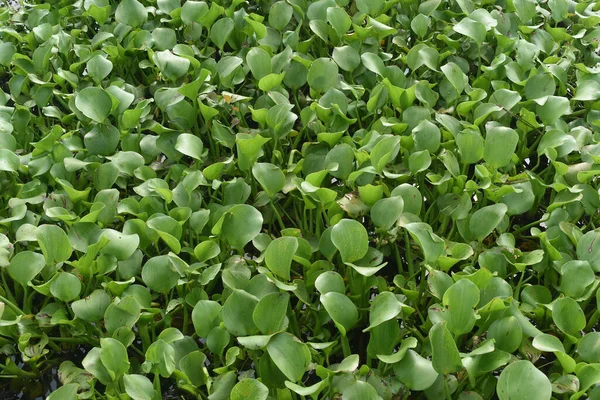 Zelená Voda Hyacinth Povrchu Vodní Nádrže — Stock fotografie