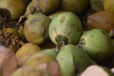 Bir yığın taze hindistan cevizi.