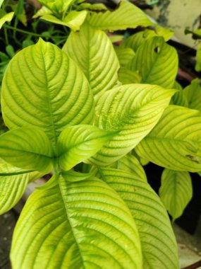 Hosta 'nın güzel yeşil yaprakları veya zambaklar