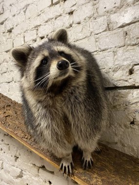 Ağaçta oturan komik bir rakunun portresi.