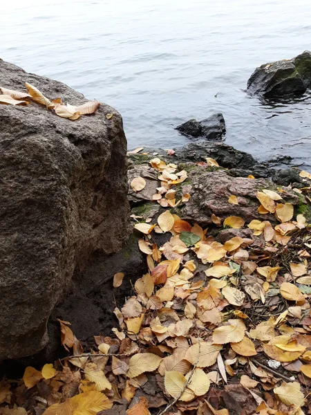 Photo Background Autumn Foliage River Bank — Stock Photo, Image