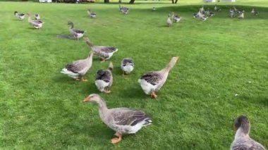 4K Greylag kazları parktaki yeşil çimlerle besleniyor.