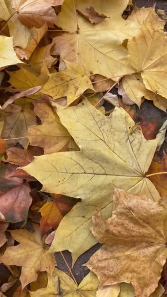 Kolorowe Jasnożółte Liście Spadły Ziemię Jesienny Sezon Jesienny — Wideo stockowe