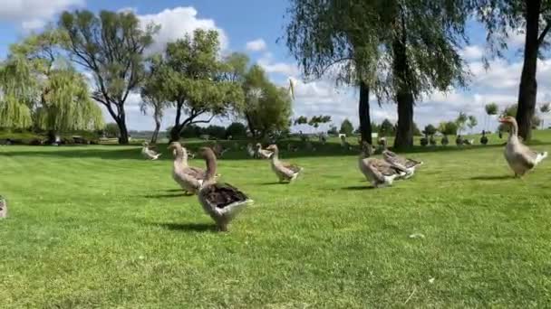Greylag Libák Séta Táplálkozás Zöld Gyep Parkban — Stock videók