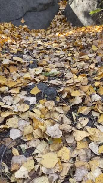 Kolorowe Żółte Liście Spadły Ziemię Przechodząc Przez Las Jesienią Jesienią — Wideo stockowe