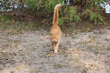 Kızıl saçlı Tekir kedi dışarıda yürüyor..