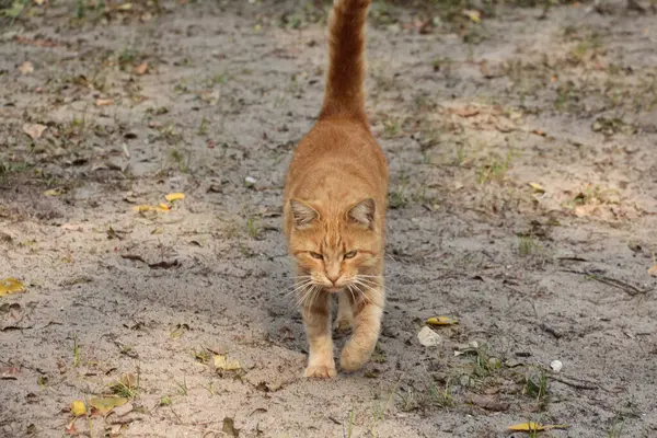 Red Haired Tabby Cat Walking — Stock Photo, Image