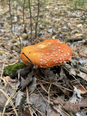 Toadstool mantarı ormandaki bir ağacın köklerinde yetişir. Doğadaki tehlike