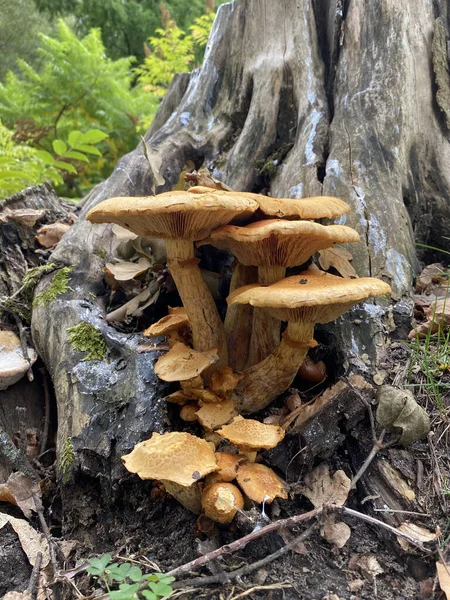 森の木の根元で成長するトゥデシュトールキノコ ネイチャー — ストック写真