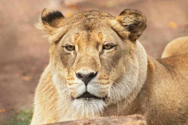 A female lion gazing.
