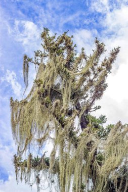 Ağaçta büyüyen sakallı Lichens.
