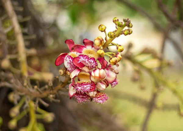キャノンボールの花のクローズアップ写真 — ストック写真