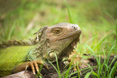 yakın çekim Yeşil İguana.