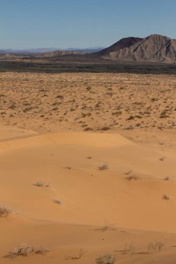 Çöl kumullarından Pinacate volkanının manzarası.