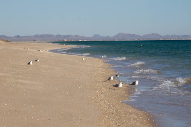 A flock of seagulls on the beach. Puerto Penasco, Sonora, Mexico.