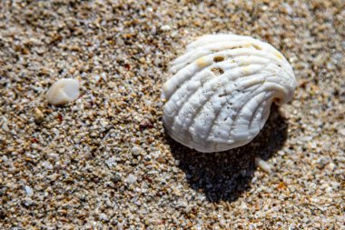 Kumsalda bir deniz kabuğu.