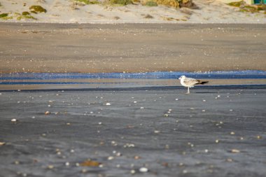 Sahilde duran bir martı..