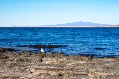 A seagull standing on the beach. Bahia la Choya, Sonora, Mexico.