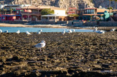 A flock of seagulls on a rocky beach.  Baha la Choya, Sonora, Mxico. clipart