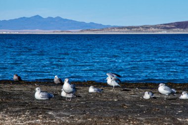 A flock of seagulls on a rocky beach.  Bahia la Choya, Sonora, Mexico.