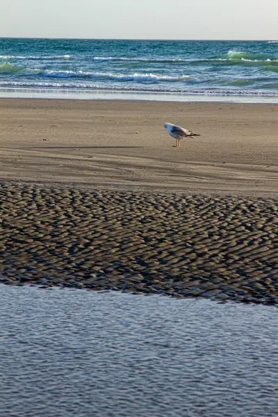 Stock image A seagull standing on the beach.