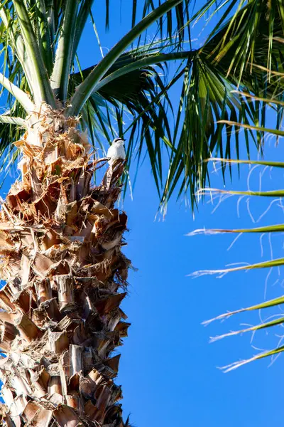 stock image A seagull standing on a palm tree.