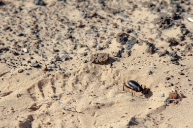 A pinacate beetle walking in the desert. Wildlife picture. Gran Desierto de Altar, Sonora, Mexico.