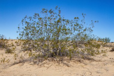 Çölün ortasında bir kaktüs. Sonora, Meksika.