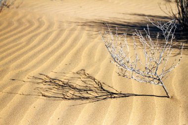 Çölde kuru bir çalı. Sonora, Meksika.