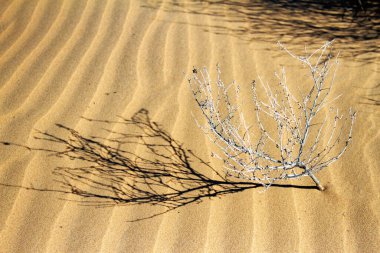 Çölde kuru bir çalı. Sonora, Meksika.