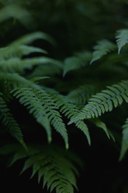 Doğa en büyük sanatçıdır. 