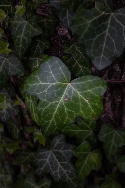 Den Gröna Ivy — Stockfoto