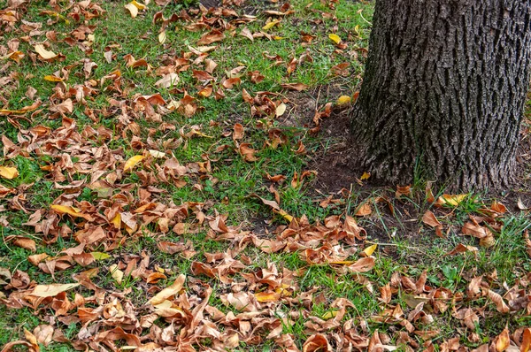 Сухие Опавшие Листья Траве Рядом Стволом Дерева Осенью — стоковое фото