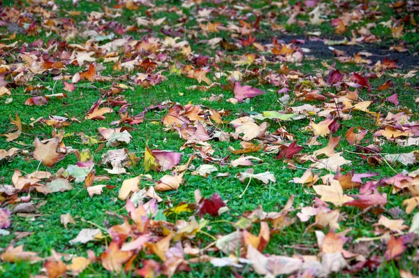 Liquidambar Styraciflua Blätter Fallen Herbst Auf Das Grüne Gras — Stockfoto